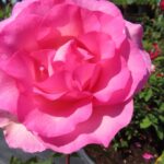 Rozen Beverly