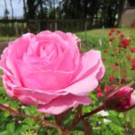 Rozen Bewitched