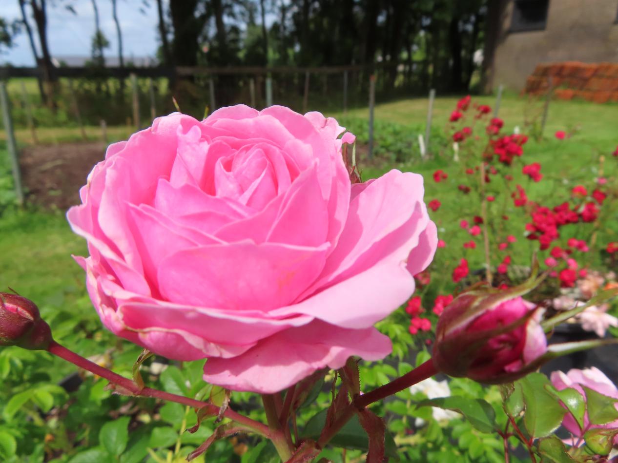 Roos-Bewitched-1 Rozen Bewitched - Afbeelding 1
