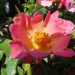 Rozen Bienenweide