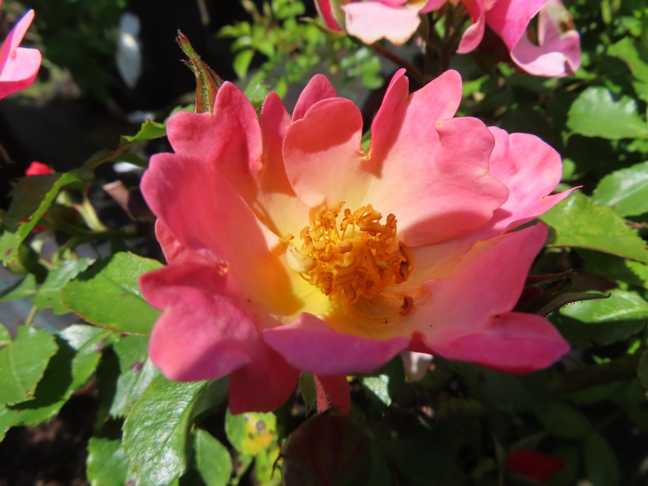 Roos-Bienenweide-1 Rozen Bienenweide - Afbeelding 1