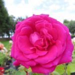 Rozen Big Purple