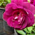 Rozen Blackberry Nip