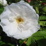 Rozen Blanc Double de Coubert