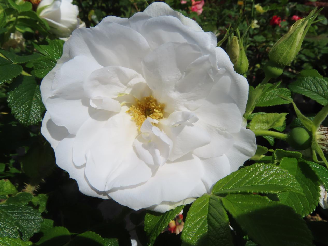 Roos-Blanc-Double-Coubert-1 Rozen Blanc Double de Coubert - Afbeelding 1