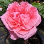 Rozen Blessings