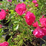 Rozen Blooming Carpet