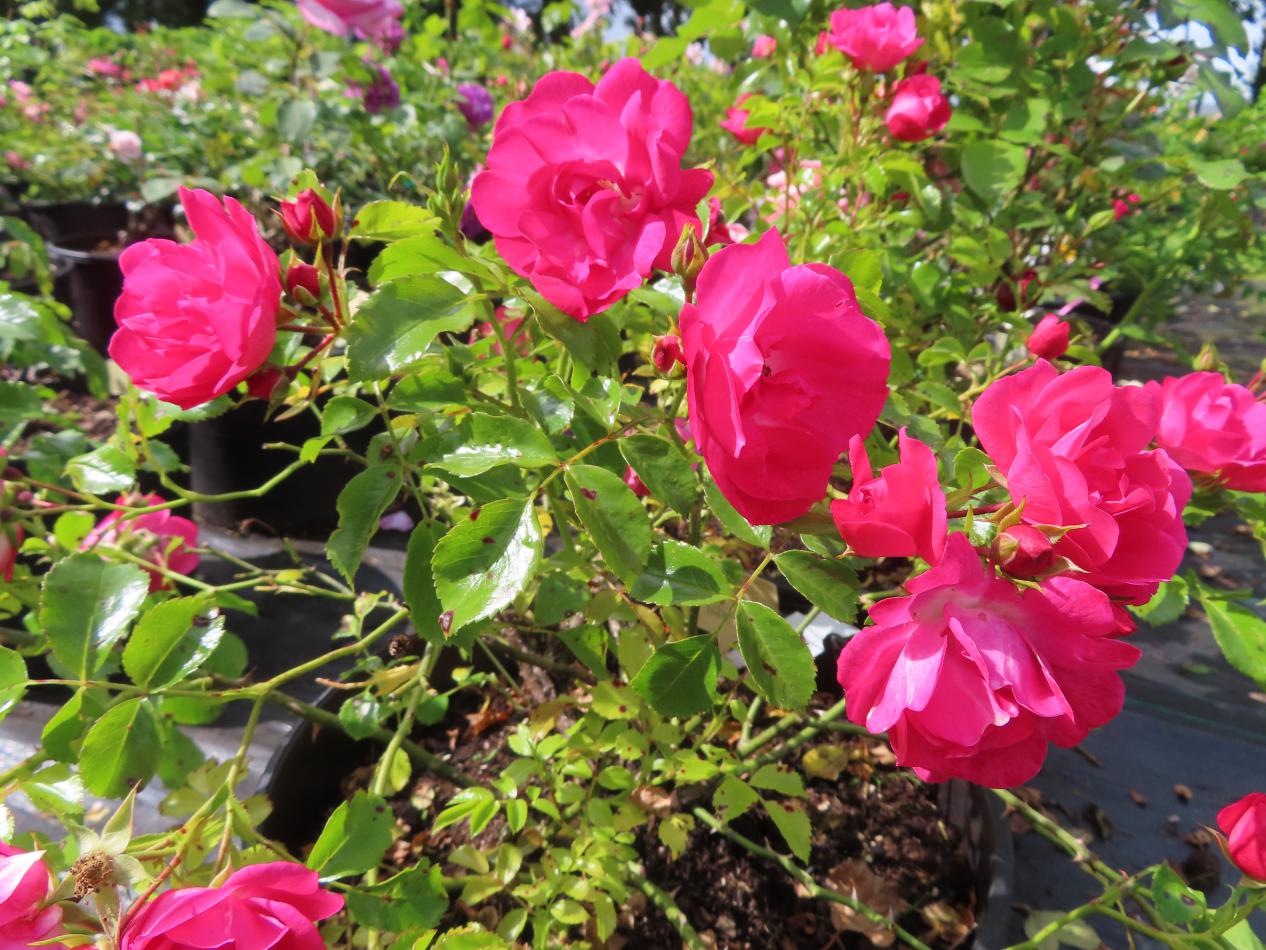 Roos-Blooming-Carpet-2 Rozen Blooming Carpet - Afbeelding 1