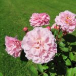 Rozen Bonica