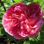Rozen Boscobel