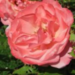 Rozen Botticelli