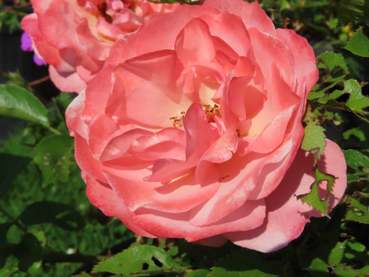 Roos-Boticelli-1 Rozen Botticelli - Afbeelding 1