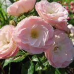 Rozen Bouquet Parfait