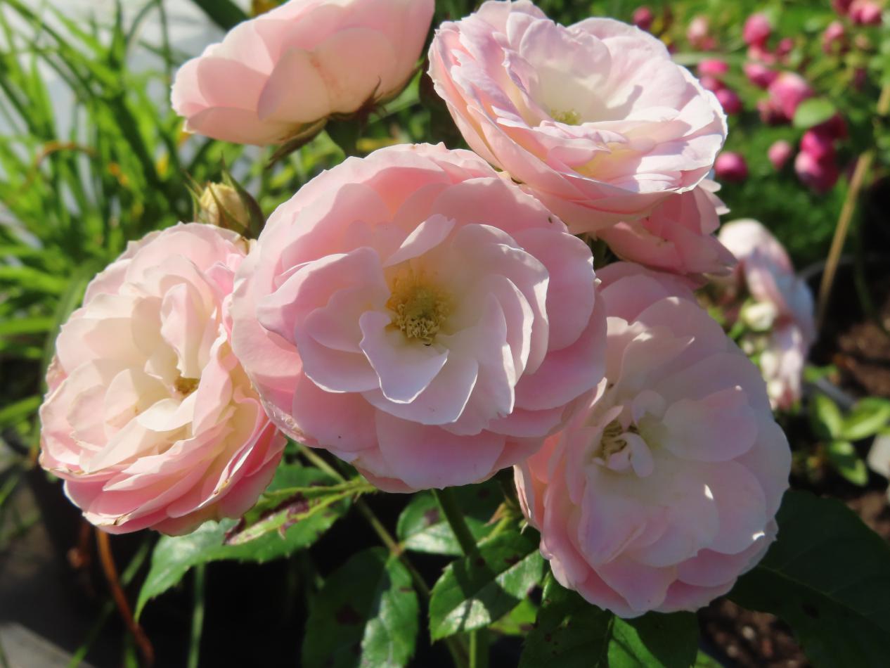 Roos-Bouquet-Parfait-1 Rozen Bouquet Parfait - Afbeelding 1
