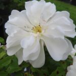 Rozen Briljant Vigorosa