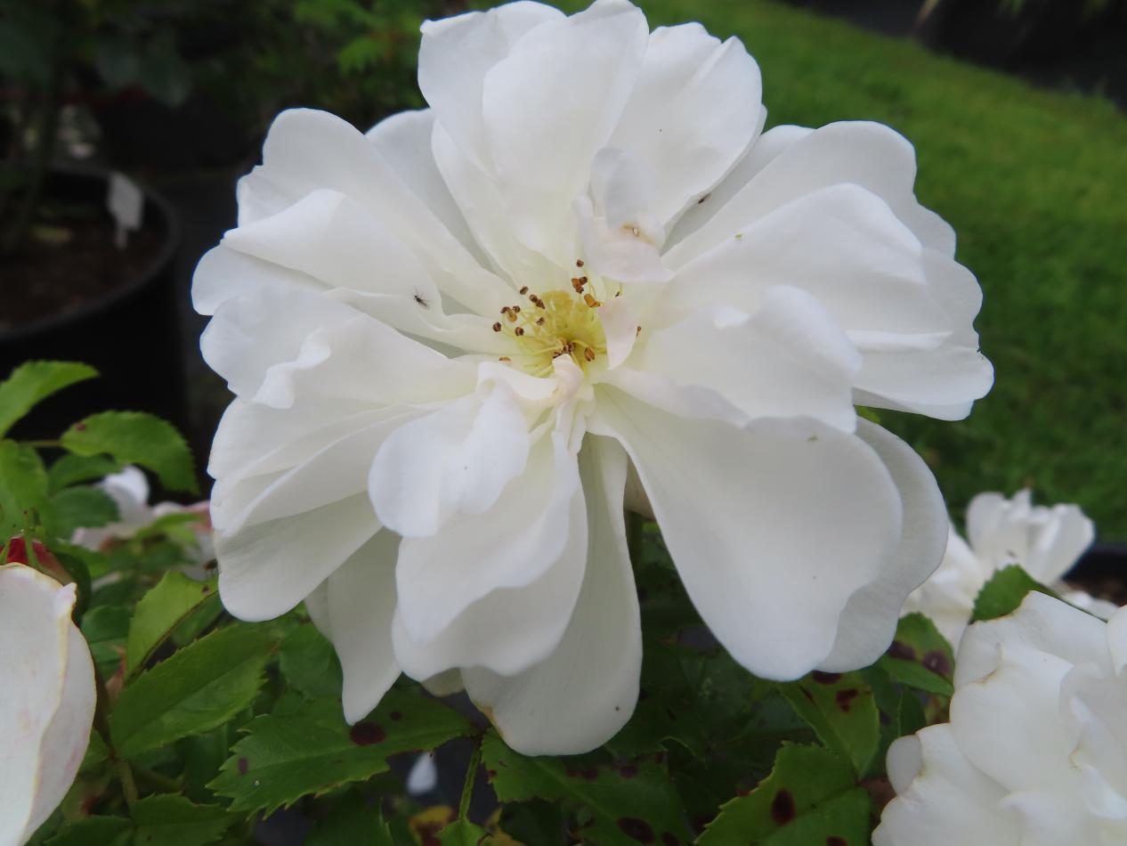 Roos-Briljant-Vigorosa-1 Rozen Briljant Vigorosa - Afbeelding 1