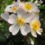 Rozen Briseflu