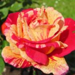 Rozen Broceliande
