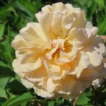 Rozen Buff Beauty