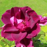 Rozen Burgundy Ice
