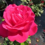 Rozen Caprice de Meiland