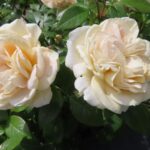Rozen Champagne Moment
