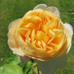 Rozen Charlotte