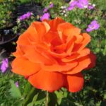 Rozen Christchurch