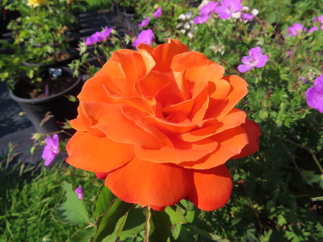Roos-Christchurch-1 Rozen Christchurch - Afbeelding 1