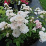 Rozen Cristal Fairy