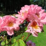 Rozen Clair Matin