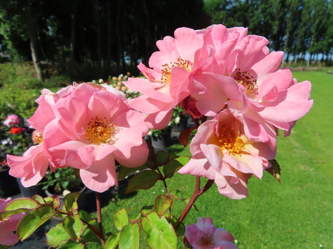 Roos-Clair-Matin-1 Rozen Clair Matin - Afbeelding 1