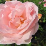 Rozen Clair Renaissance