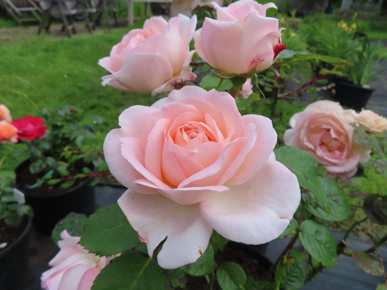 Roos-Claire-1 Rozen Clair - Afbeelding 1