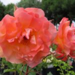 Rozen Climbing Westerland