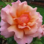 Rozen Compassion