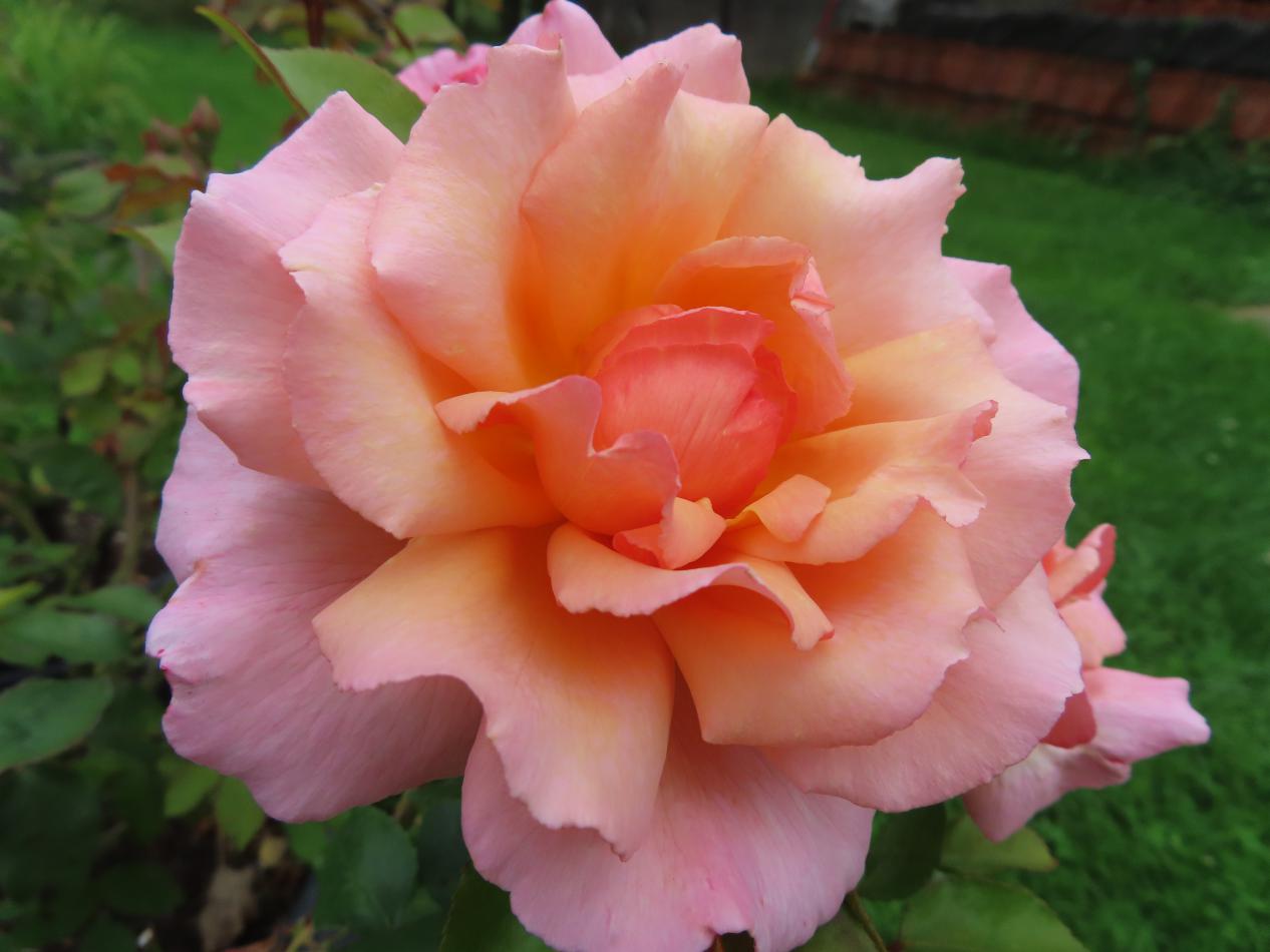 Roos-Compassion-1 Rozen Compassion - Afbeelding 1