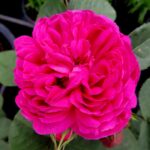 Rozen Conte de Chambord