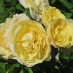 Rozen Comtesse du Barry