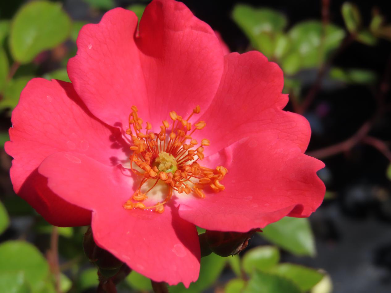 Roos-Coral-Meidiland-1 Rozen Coral Meidiland - Afbeelding 1