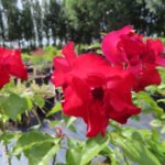 Rozen Crimson Meidiland