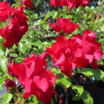 Rozen Crimson Meillandecor