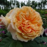 Rozen Crown Princess Margarete