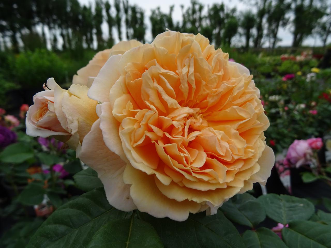 Roos-Crown-Princess-Margareta Rozen Crown Princess Margarete - Afbeelding 1