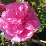 Rozen Cyahoga