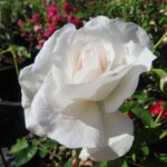 Rozen Dashing Sensation
