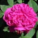 Rozen Rosa de Rescht