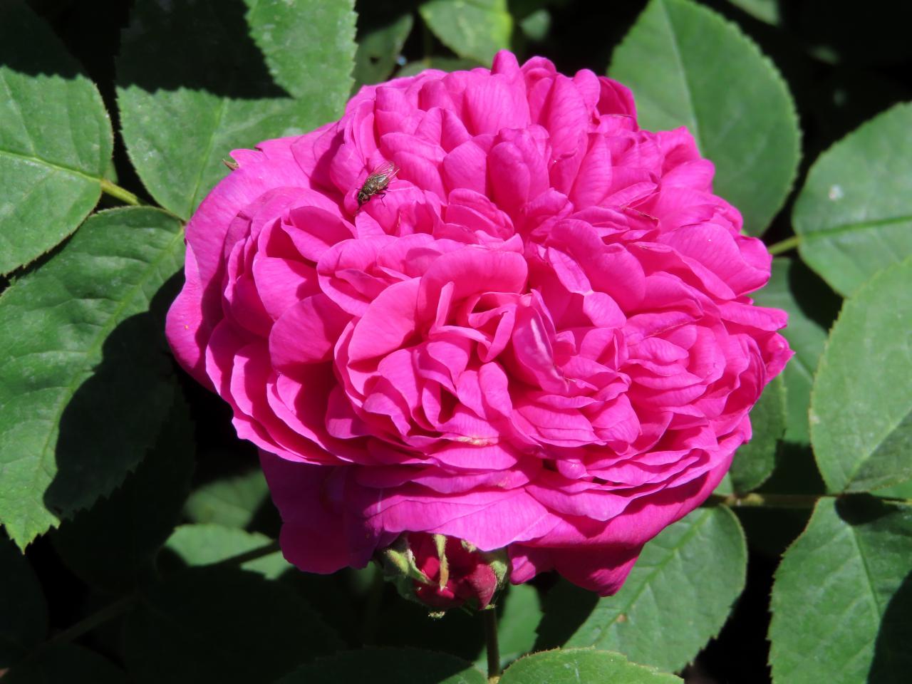 Roos-De-Rescht-1 Rozen Rosa de Rescht - Afbeelding 1