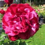 Rozen Deep Impression
