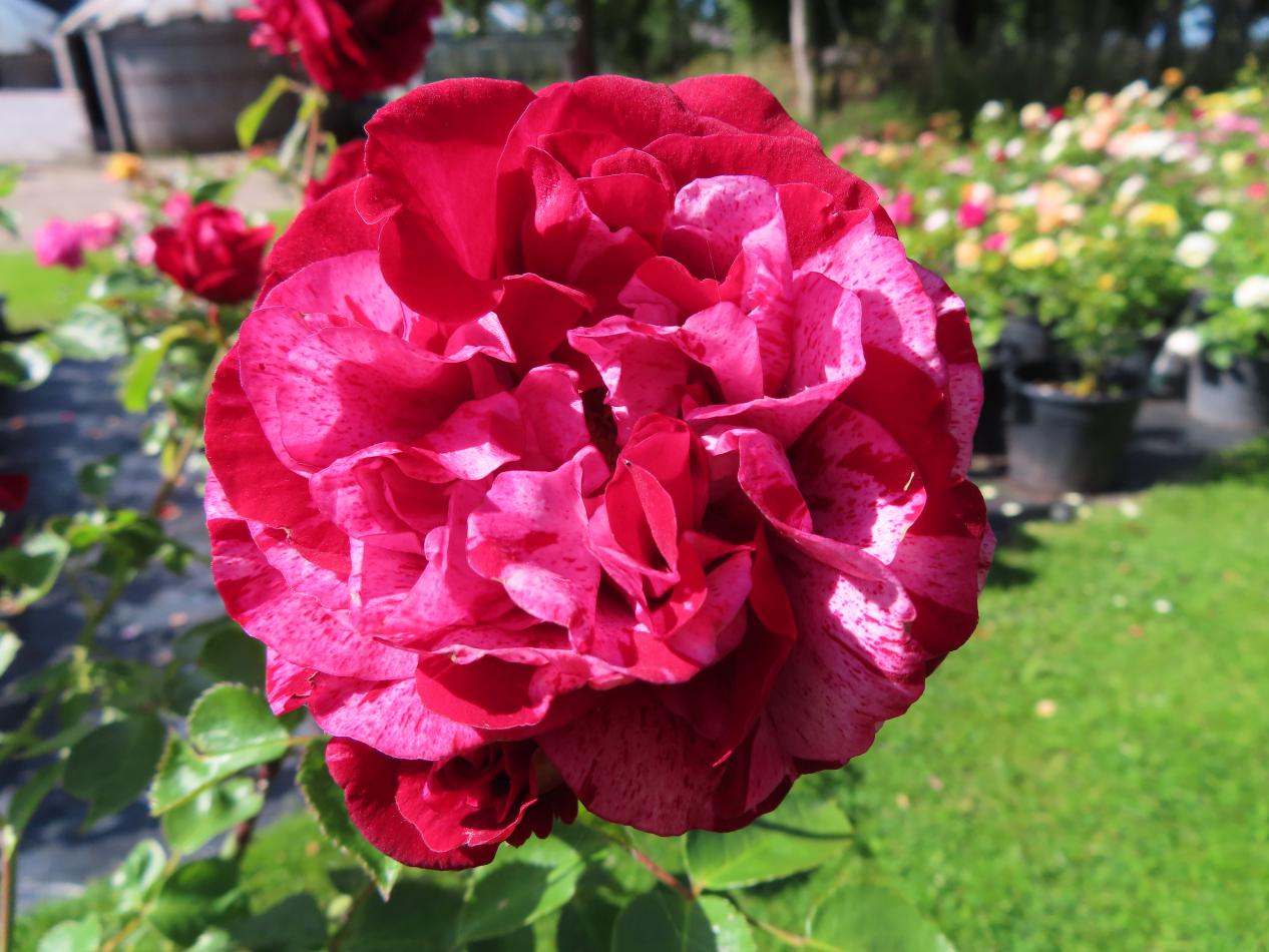 Roos-Deep-Impression-2 Rozen Deep Impression - Afbeelding 1